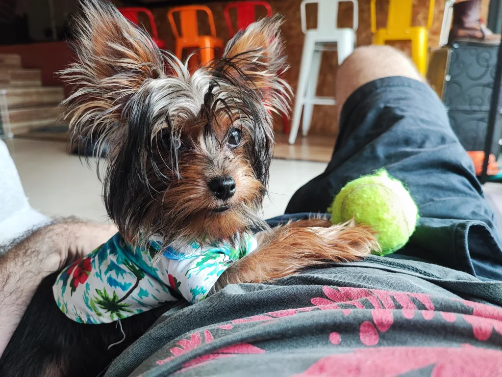 Talay. The hostel dog at The Cocoon Hostel - Koh Samet