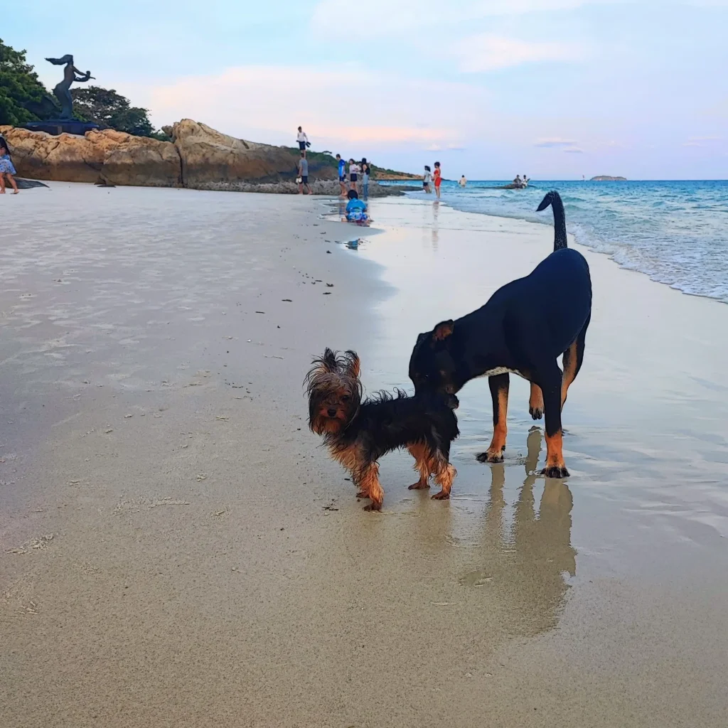 Talay making beach dog friends